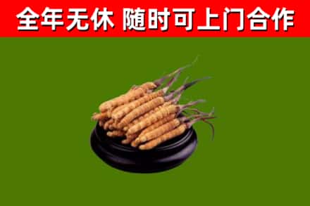哈密市回收冬虫夏草